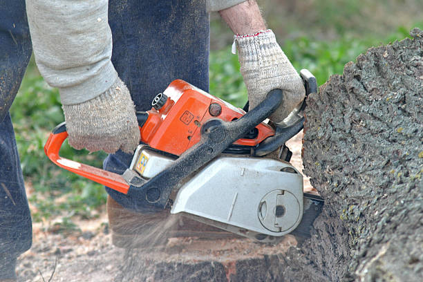 How Our Tree Care Process Works  in  Five Points, FL